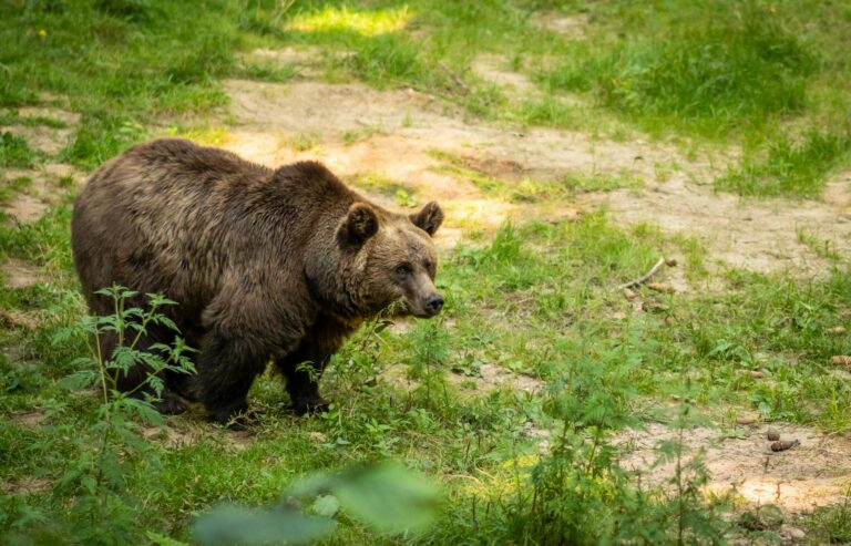 Niedźwiedź brunatny idący ścieżką w lesie wśród zielonej trawy i roślinności