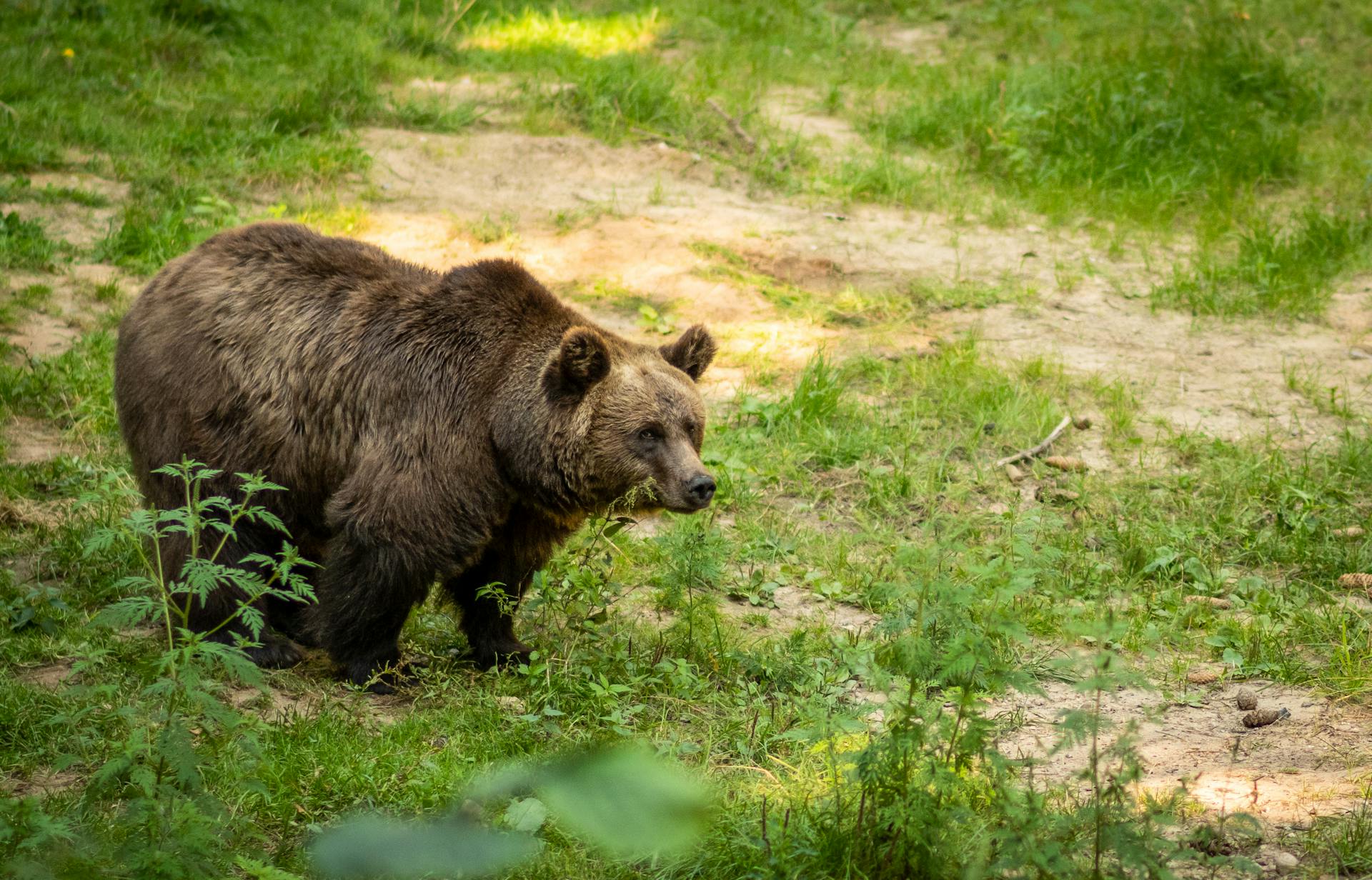 Niedźwiedź brunatny idący ścieżką w lesie wśród zielonej trawy i roślinności