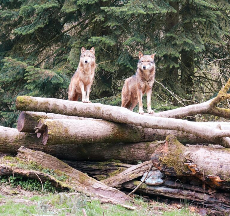Dwa wilki siedzące na powalonych pniach drzew w lesie iglastym, obserwujące okolicę