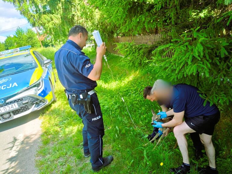 Policjanci z Ząbkowic Śląskich uratowali młodą sarnę - Paragraf
