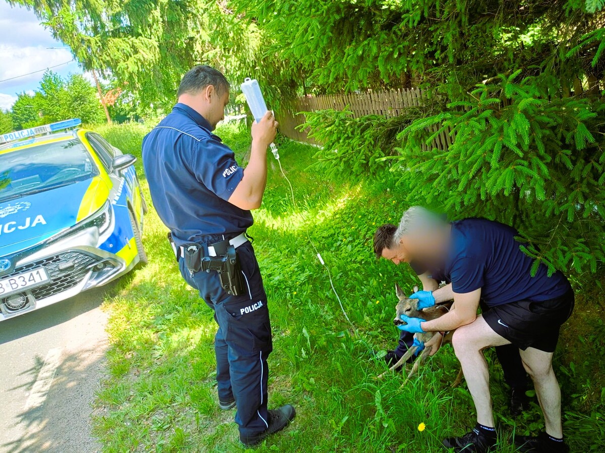 Policjanci z Ząbkowic Śląskich uratowali młodą sarnę - Paragraf