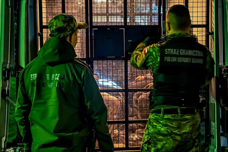 SG zatrzymała 7 migrantów na granicy z Litwą - Paragraf
