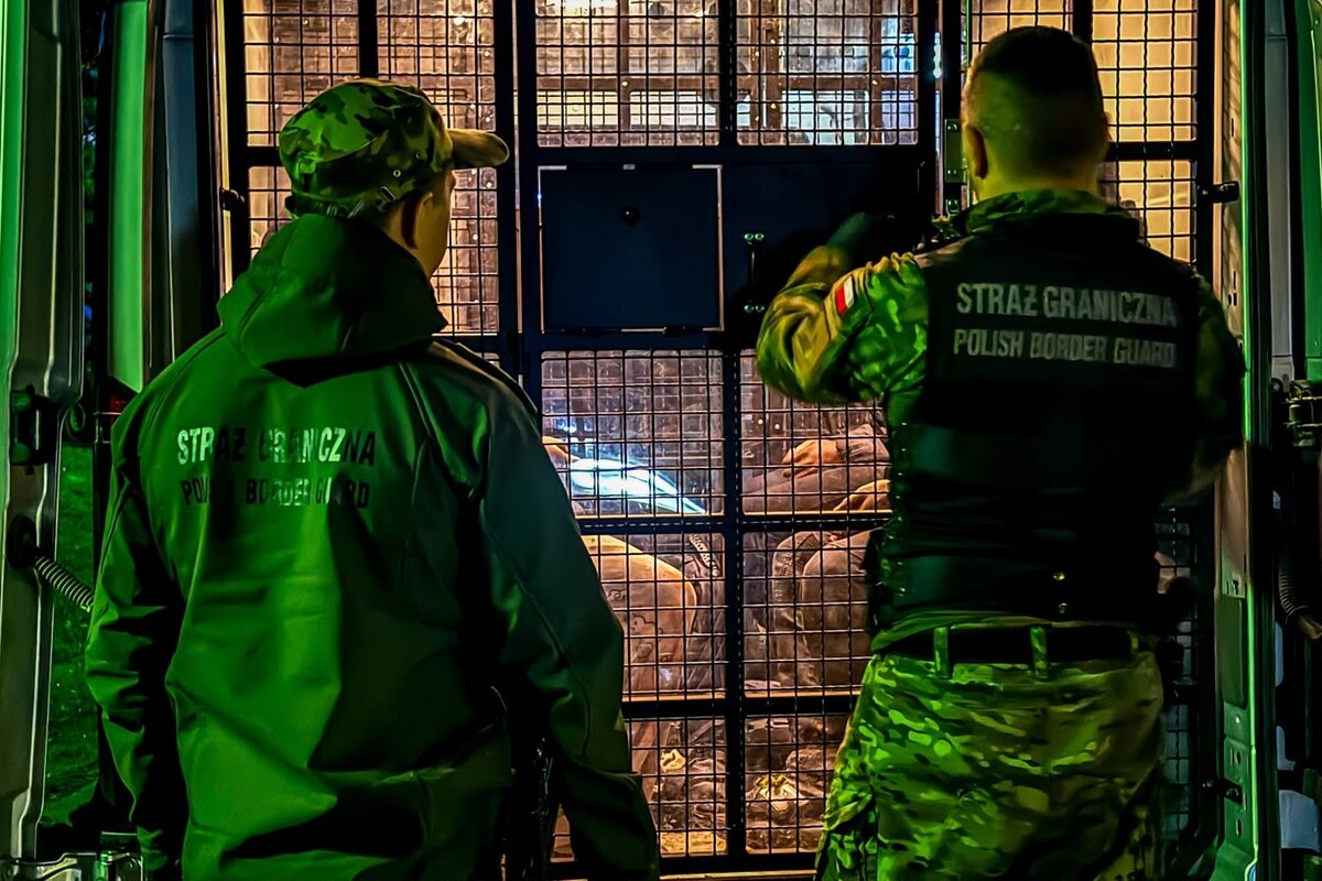 SG zatrzymała 7 migrantów na granicy z Litwą - Paragraf