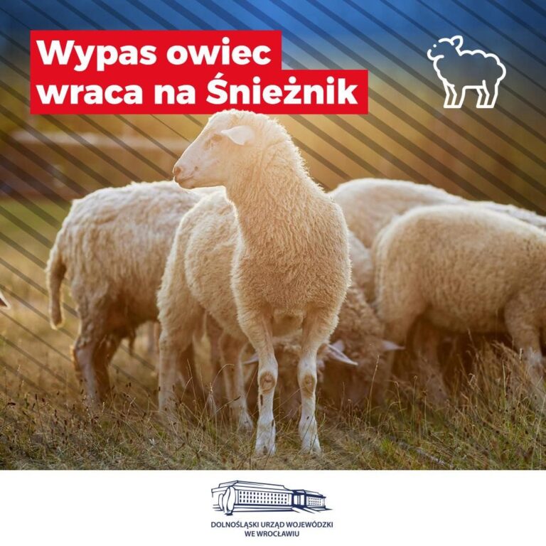 Owce powróciły na szlaki Masywu Śnieżnika - Paragraf