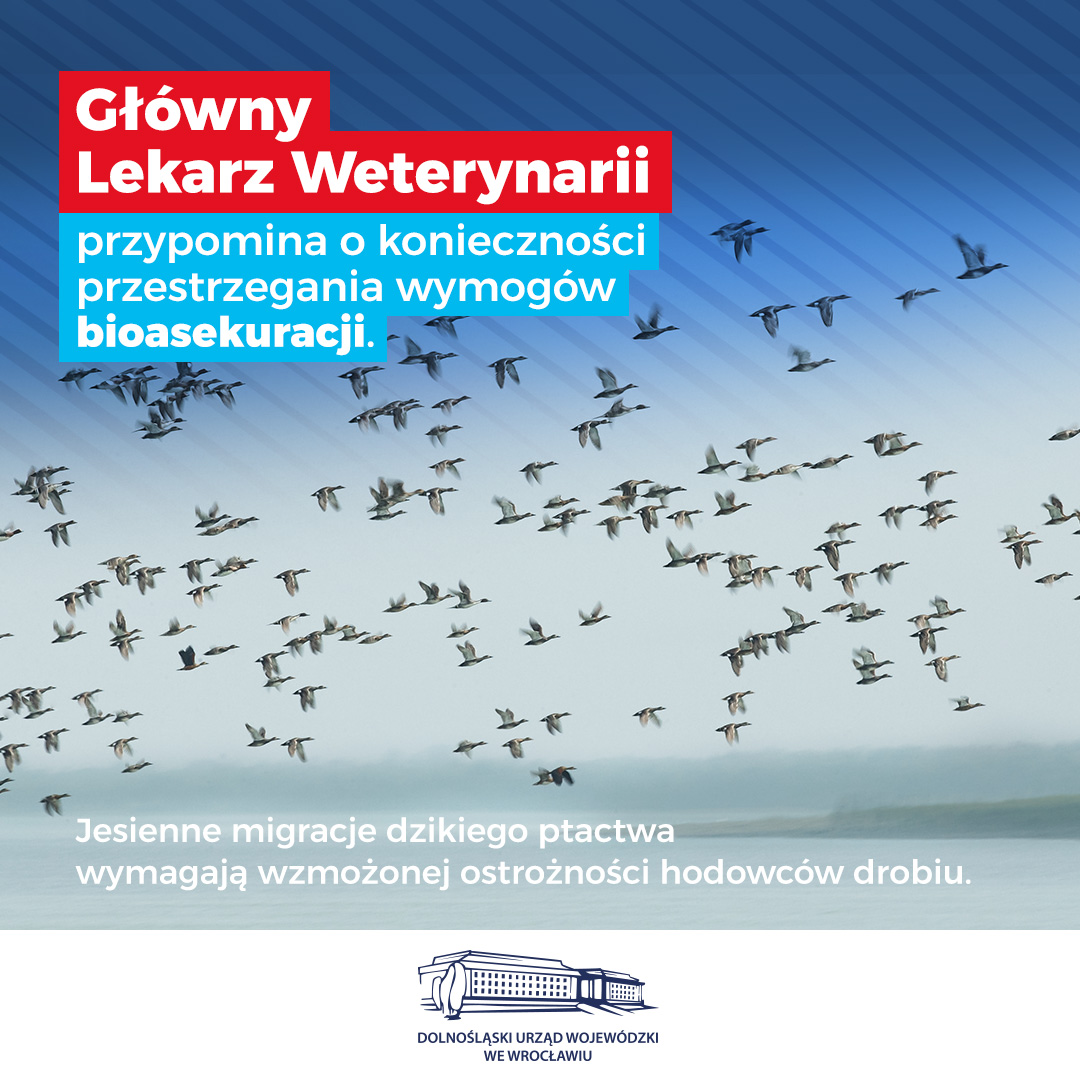 Grypa ptaków zagraża stadom na Dolnym Śląsku - Paragraf